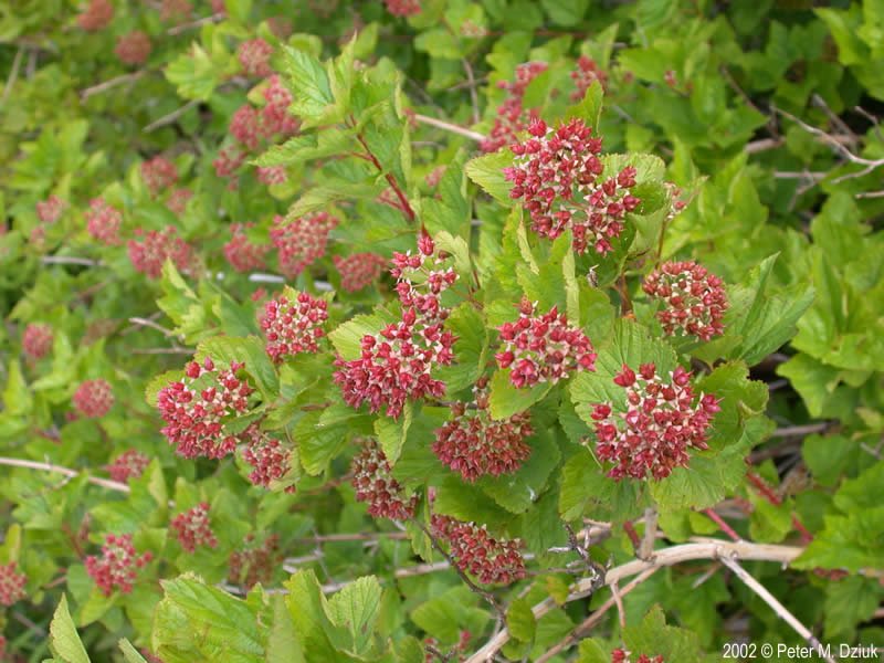 Ninebark fruiting branches.jpg