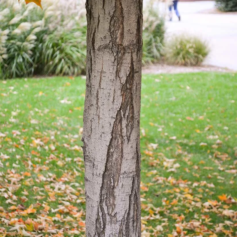 Sugar maple bark.jpg