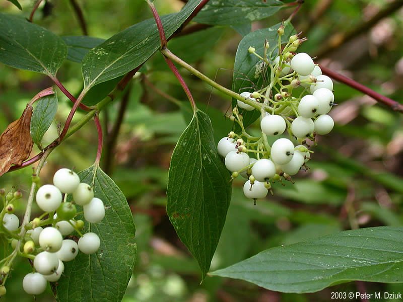 red osier fruit.jpg