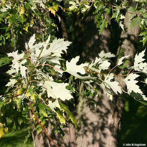 Silver maple leaves bottom.jpg