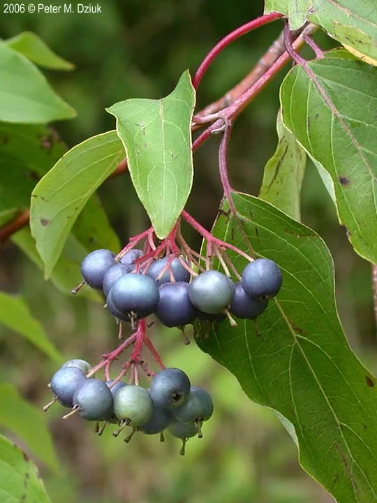 Silky dogwood fruit.jpg
