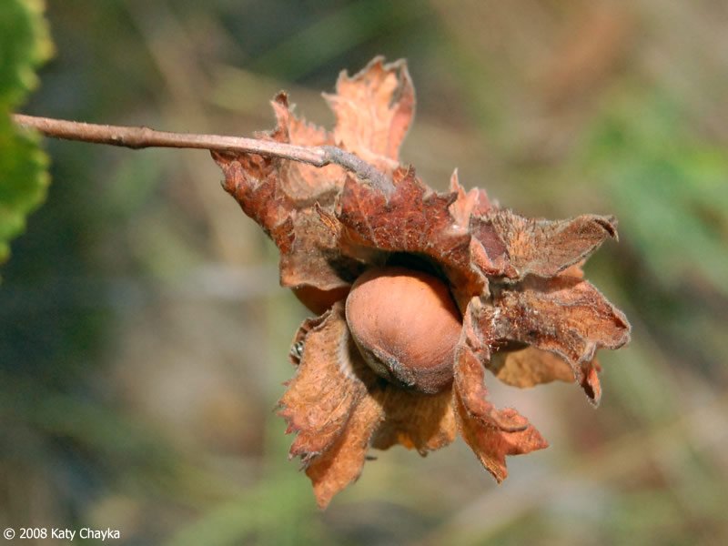 Hazelnut mature.jpg