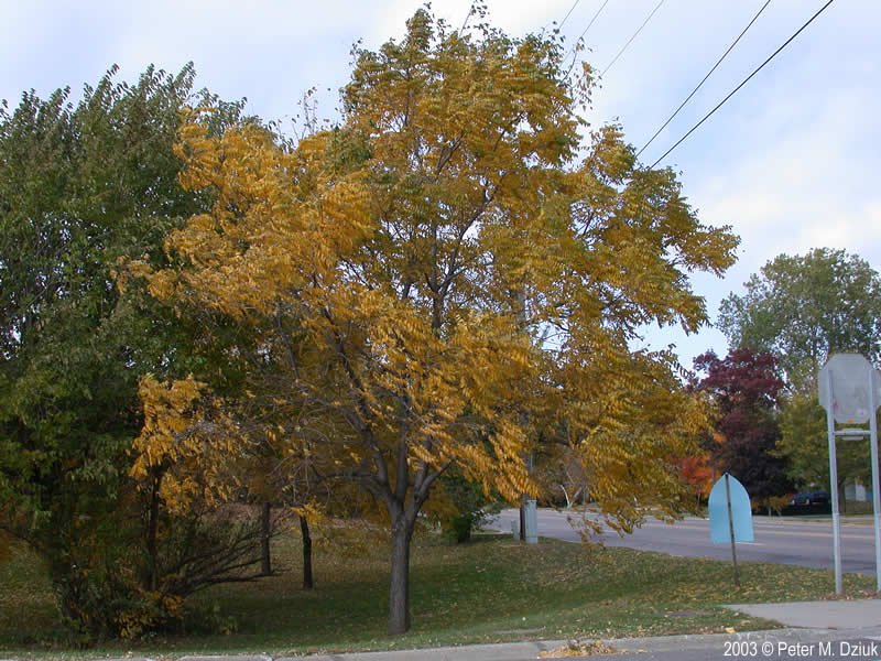 Black Walnut Tree fall.jpg