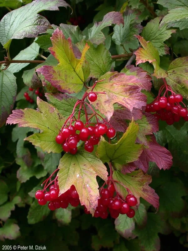 Highbush cranberry fruit.jpg