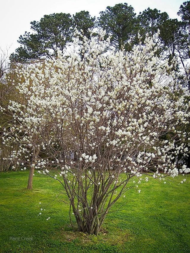 Serviceberry.jpg