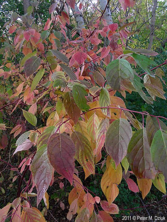 Red osier fall.jpg