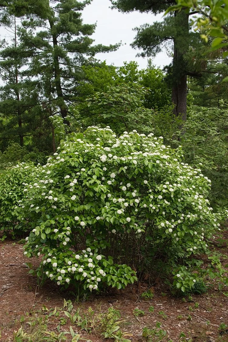 Highbush cranberry shrub.jpg