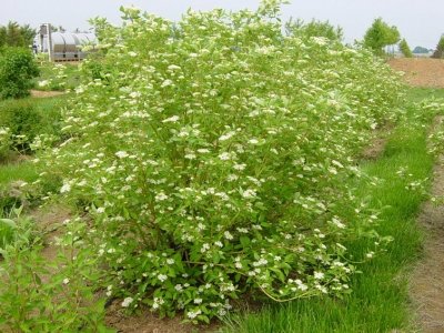 Red osier shrub.jpg