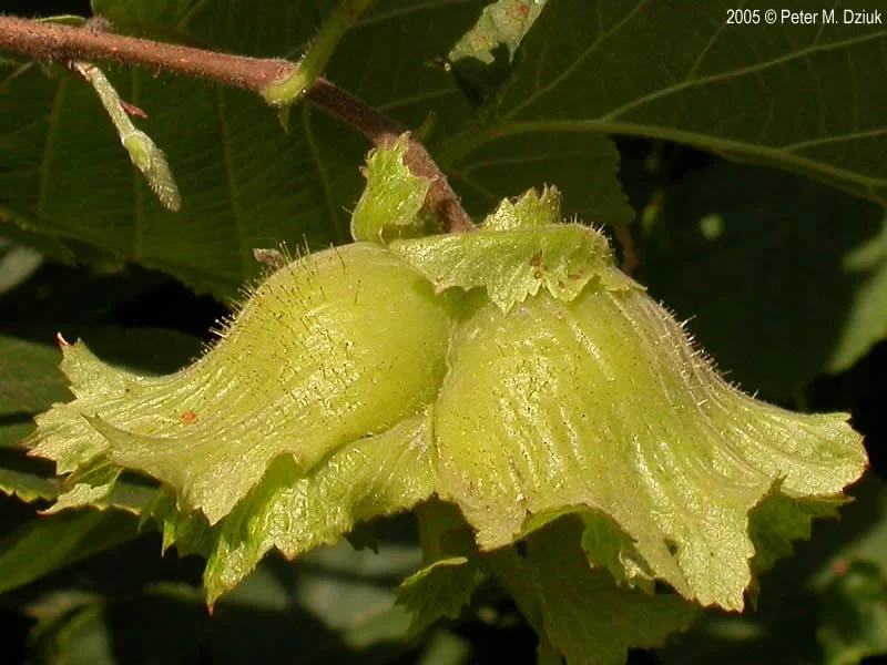 Hazelnut fruit.jpg