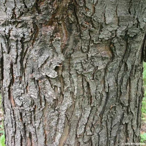 Silver maple tree trunk.jpg