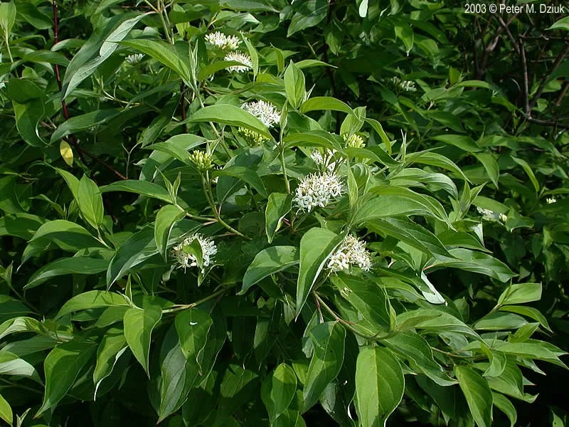 Silky dogwood branches.jpg
