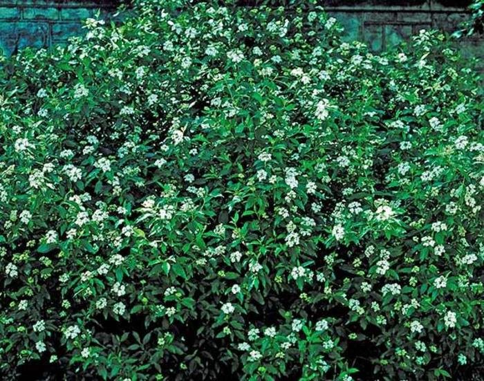 silky dogwood shrub.jpg