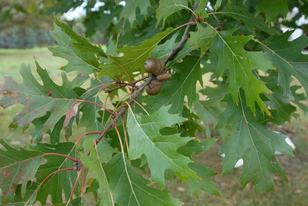 Red Oak Leaves.jfif