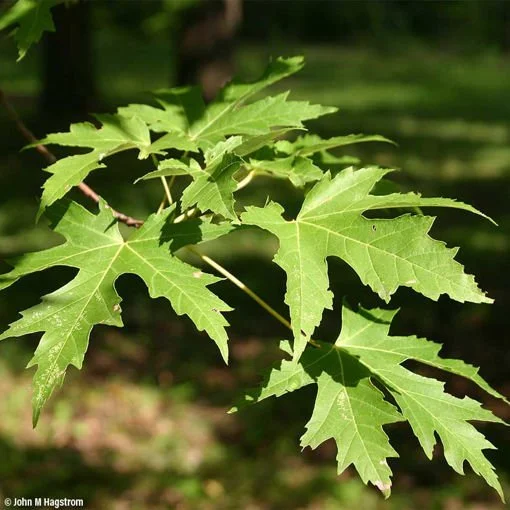 Silver maple leaves.jpg