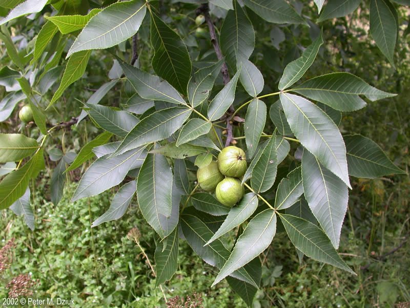 shagbark hickory leaves_fruit.jpg