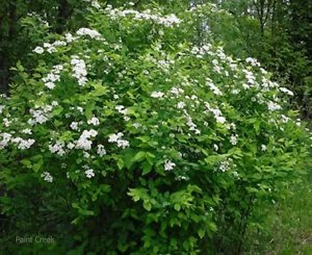Ninebark shrub.jpg
