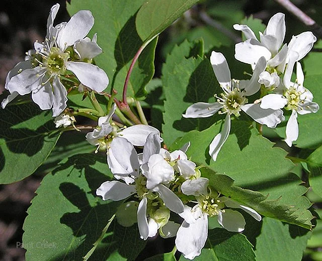 Serviceberry flowers.jpg