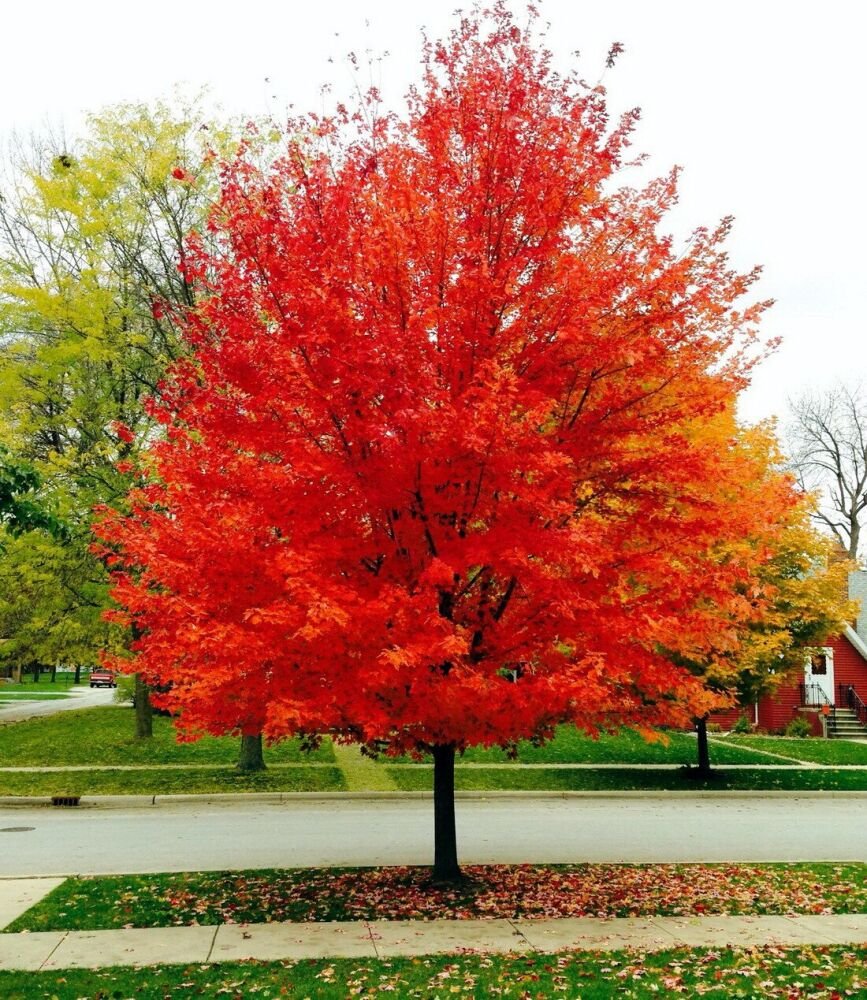 Red Maple Tree Autumn.jpg