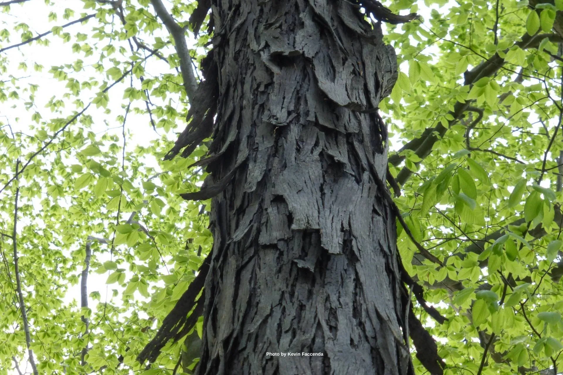 shagbark hickory trunk.jpg