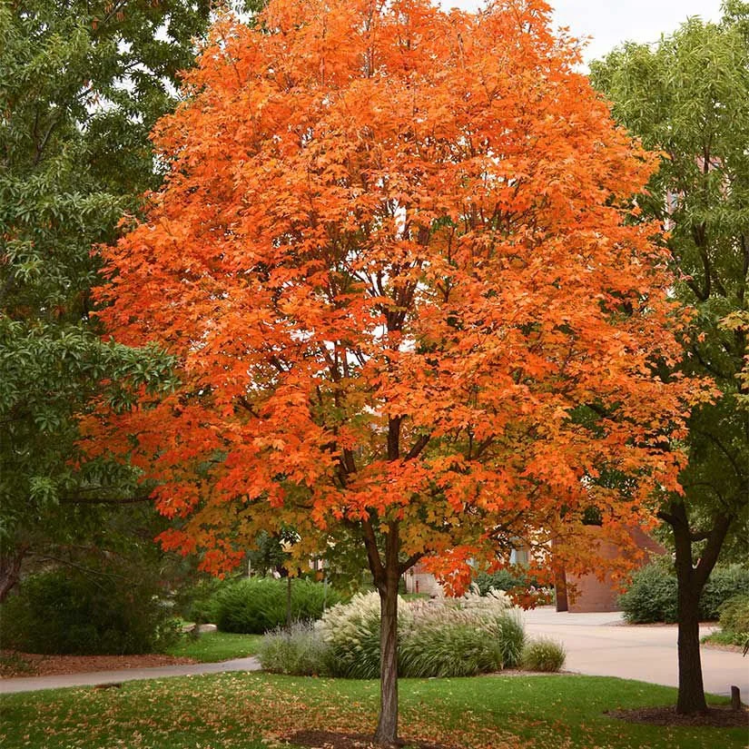 Sugar Maple autumn.jpg