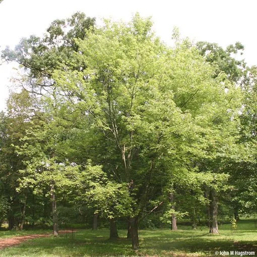 Silver maple tree.jpg