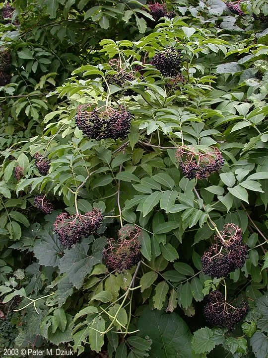 Elderberry fruit.jpg