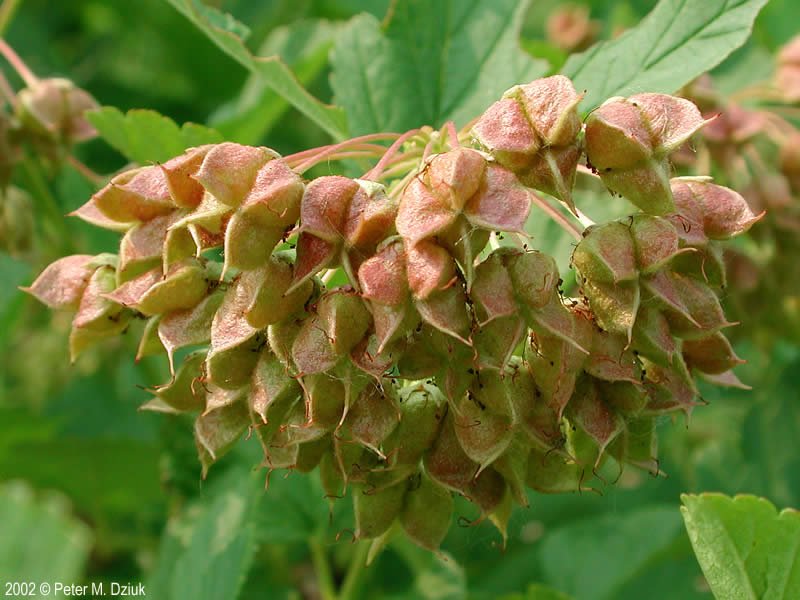 Ninebark fruit.jpg