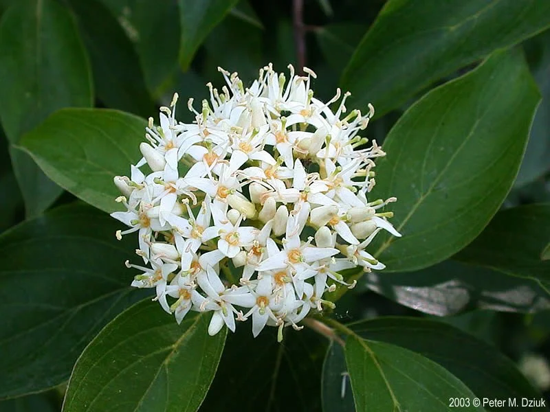 Silky dogwood flowers.jpg