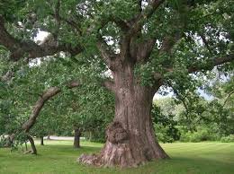 White Oak Tree trunk.jpg