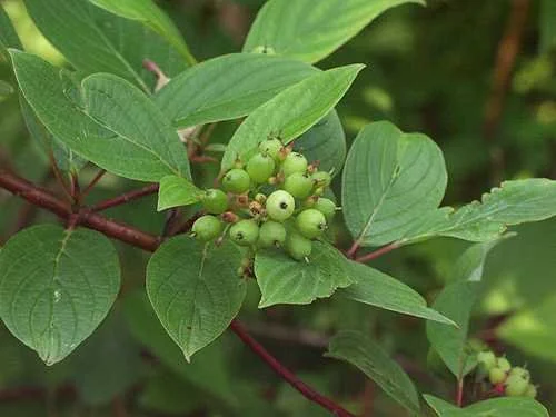Silky dogwood berries.jpg