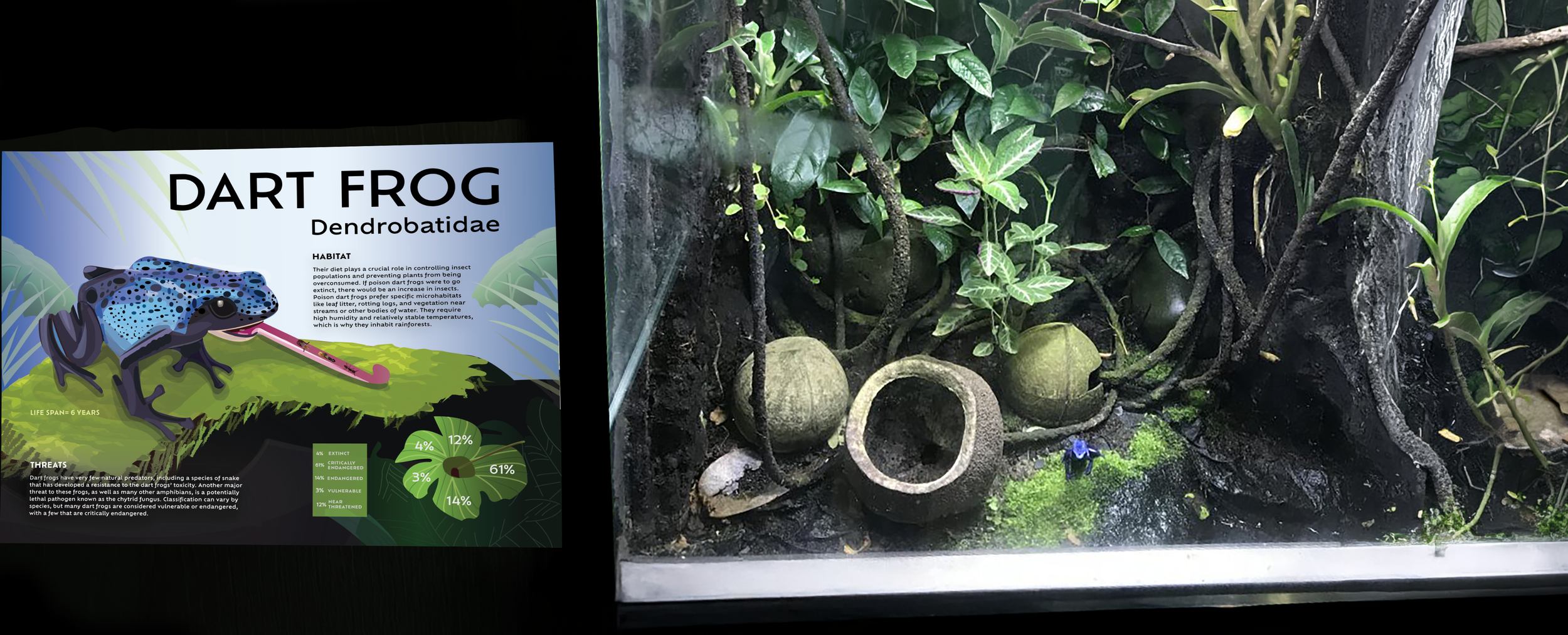 dart frog exhibitnew.png