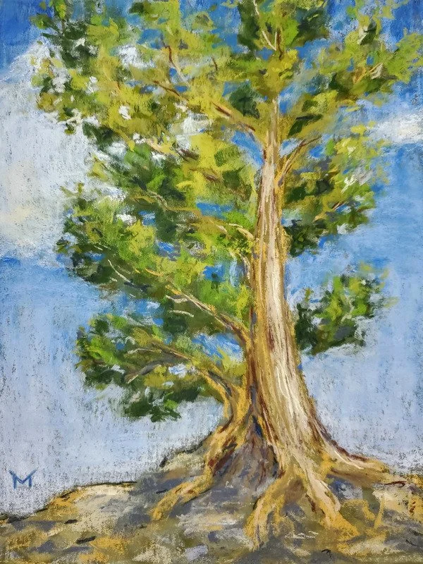 Canyon Tree
