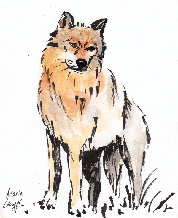 Watercolor painting of a sitting wolf with a mix of tan, black, and gray fur, looking forward.