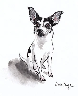 Illustration of a small dog with large ears, black and white fur, sitting on the ground.