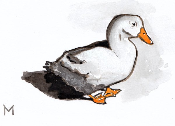 Hand-drawn illustration of a duck with an orange beak and feet, and mostly white and gray feathers.