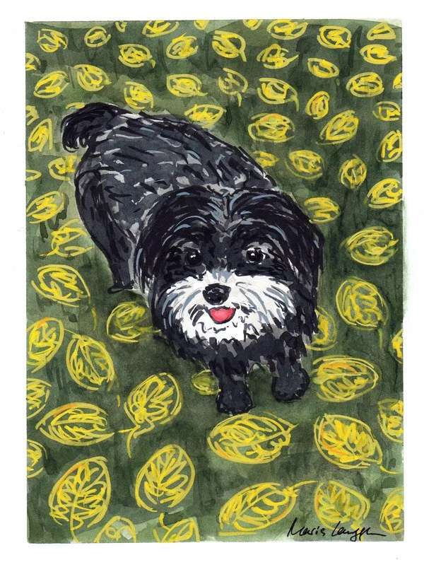A cute black and white dog standing on grass surrounded by yellow autumn leaves.