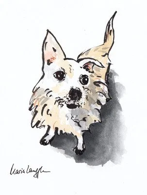Hand-drawn illustration of a small, fluffy dog with large eyes and a fluffy tail.