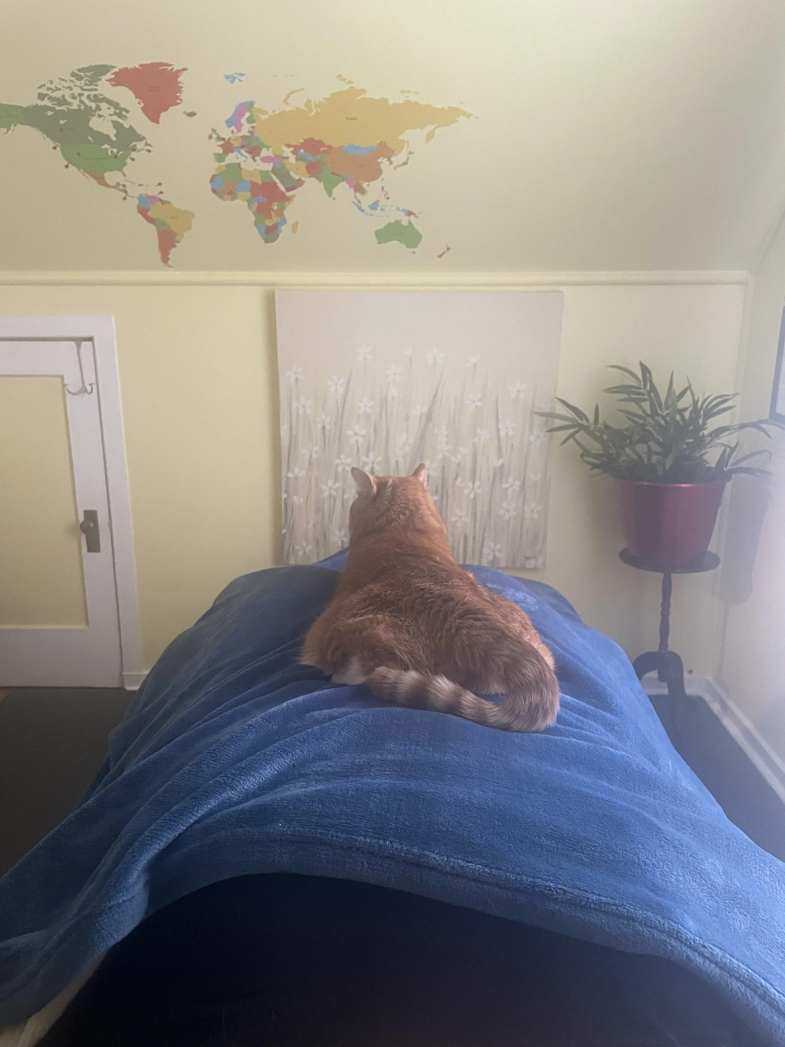 Cooper the Cat - Resident Feline Healer