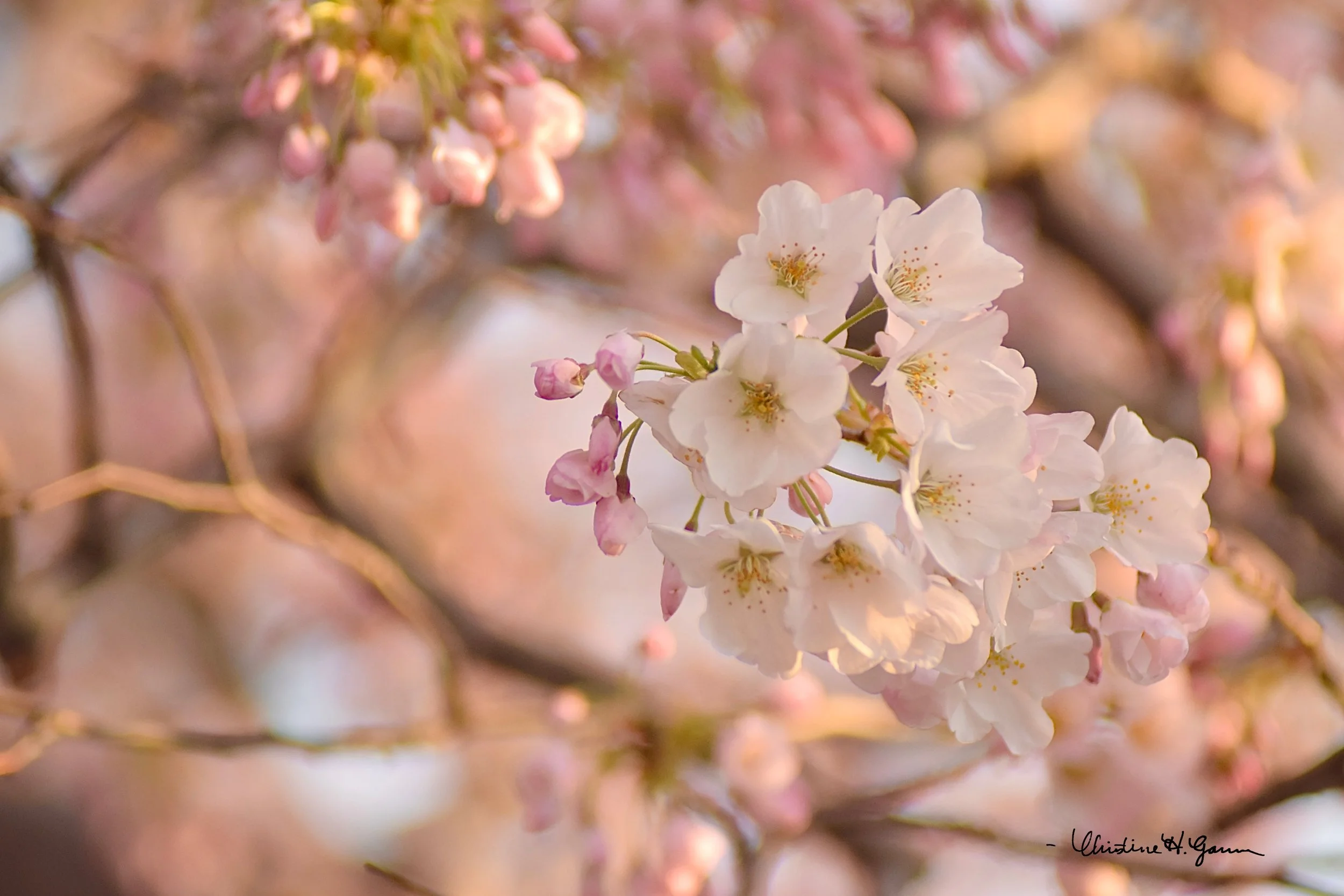 Cherry Blossoms.jpg