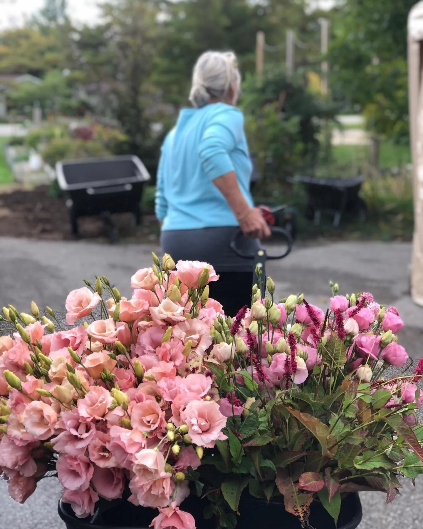 Bouquet of pink flowers in a garden setting with a person holding gardening tools in the background.