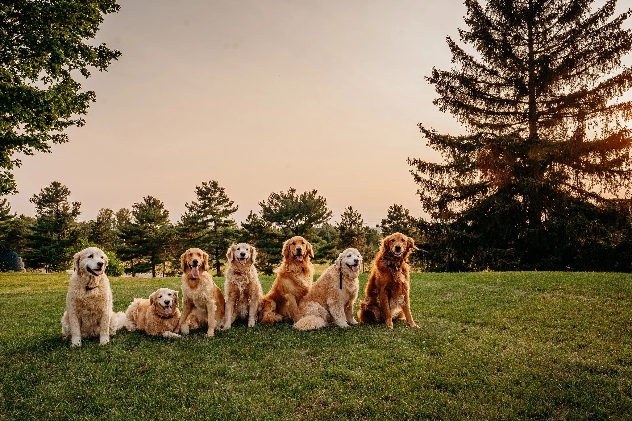 Seven Golden Retrievers sitting on grass in a park with trees in the background during sunset.