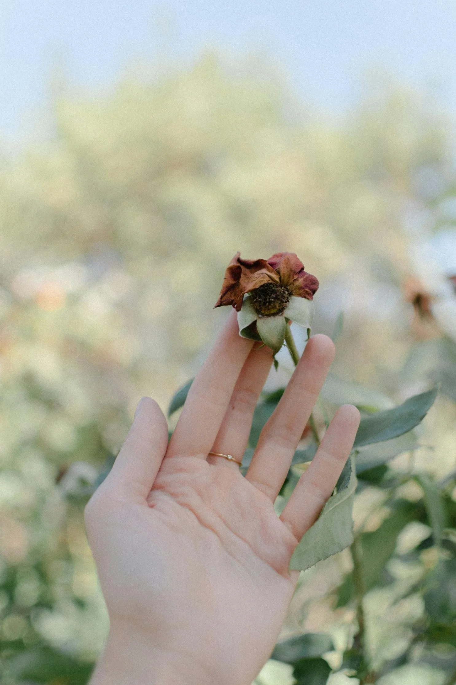 Hand holding a withered flower outdoors