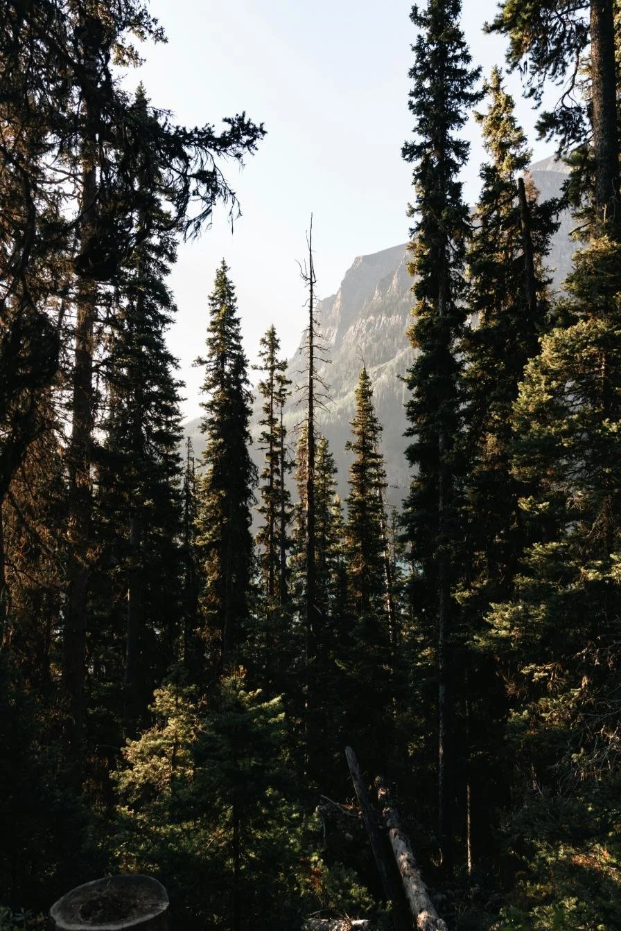 Forest scene with tall pine trees and distant mountains