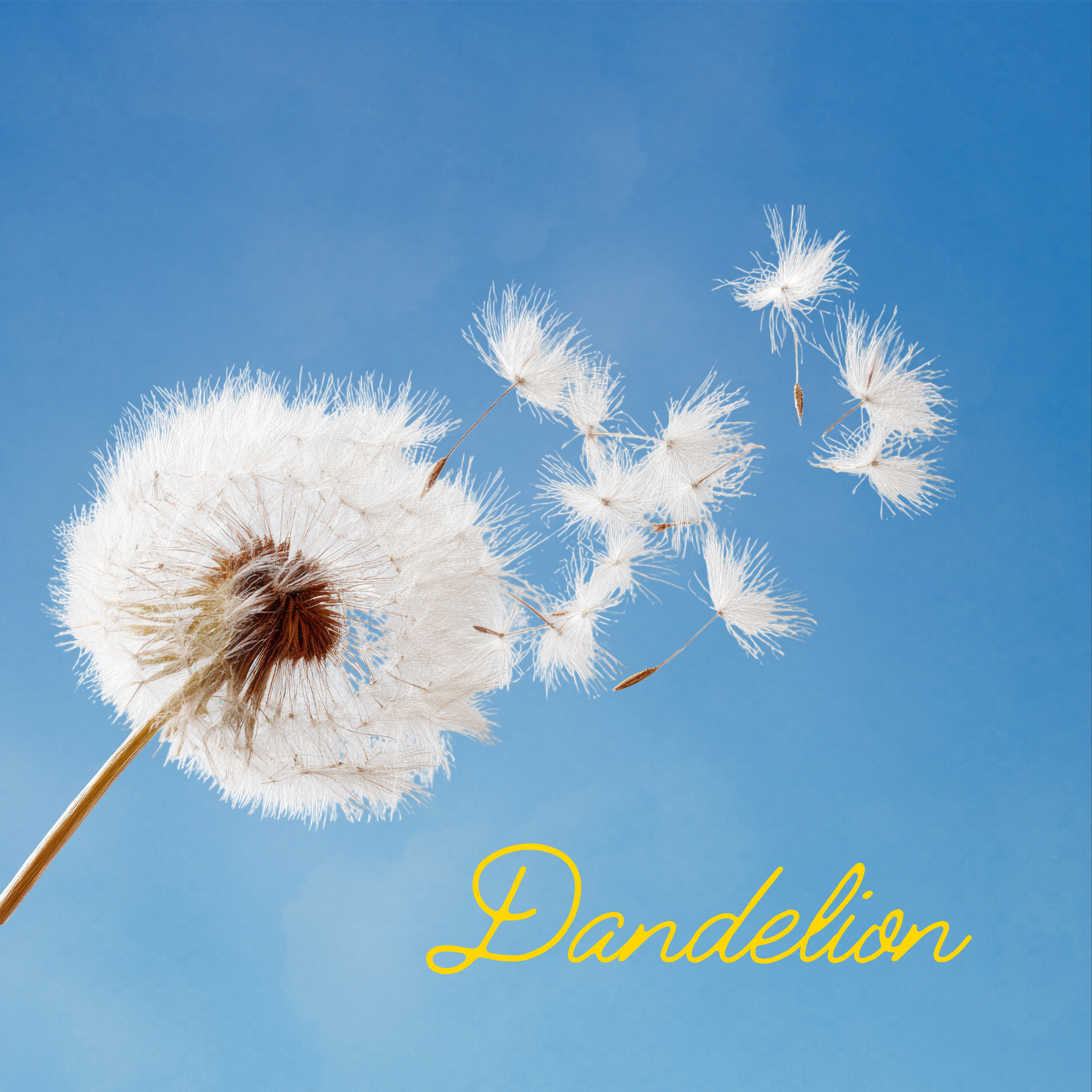 album covers for spotify (6).png