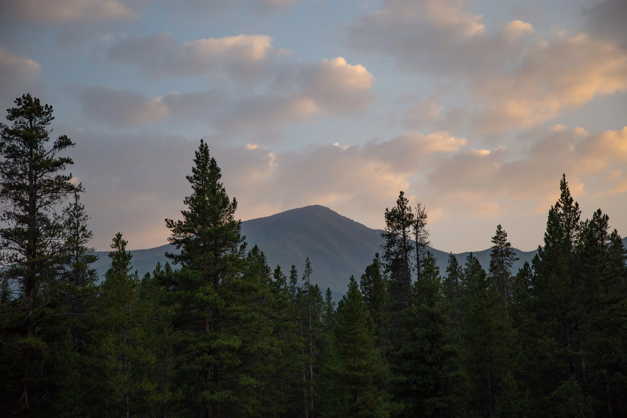 A mountain landscape with tall pine trees in the foreground and a cloudy sky in the background.