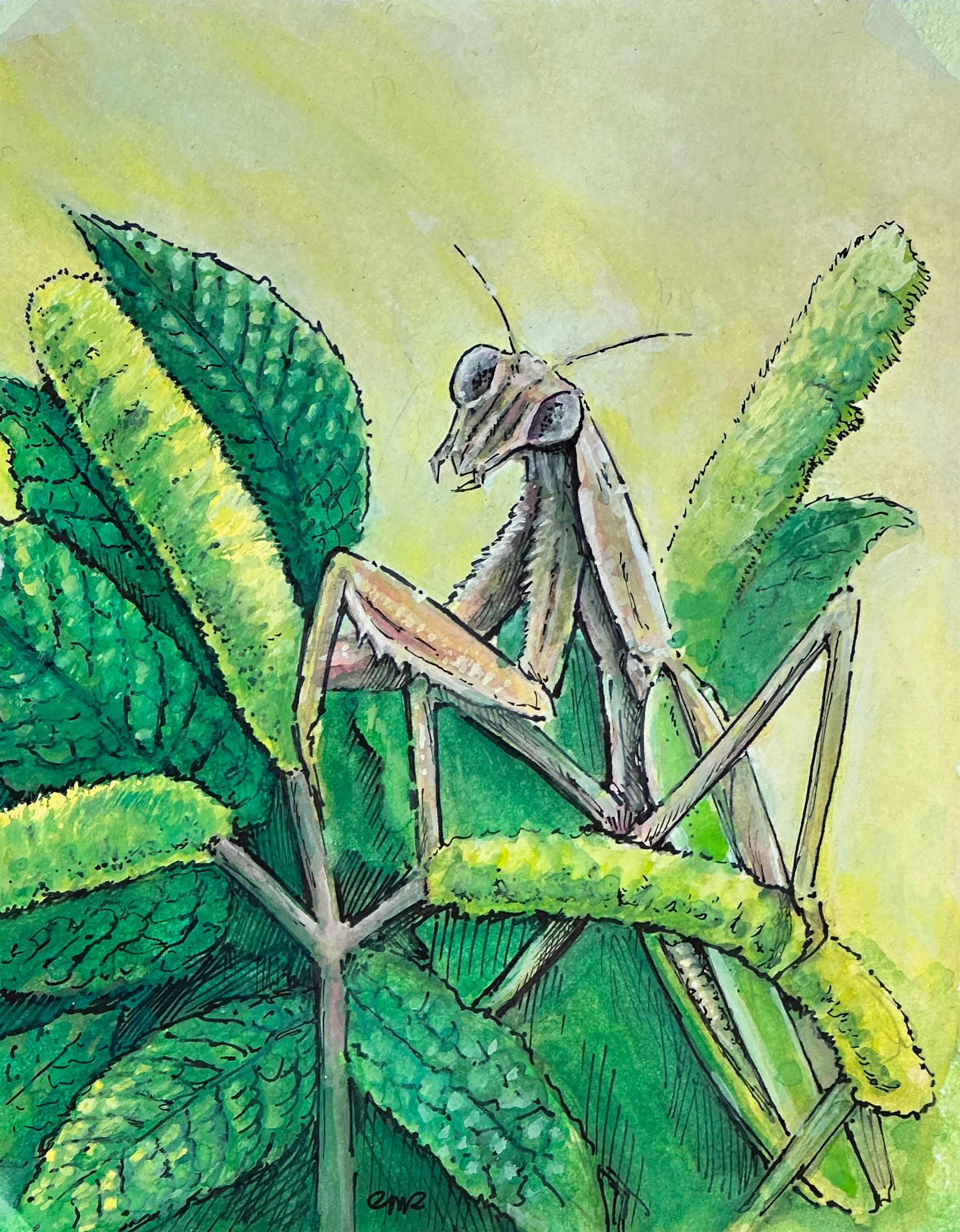 Praying Mantis Watercolor and Pen