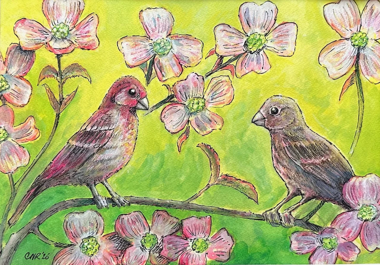 Pair of Finches In Dogwood in the Springtime
