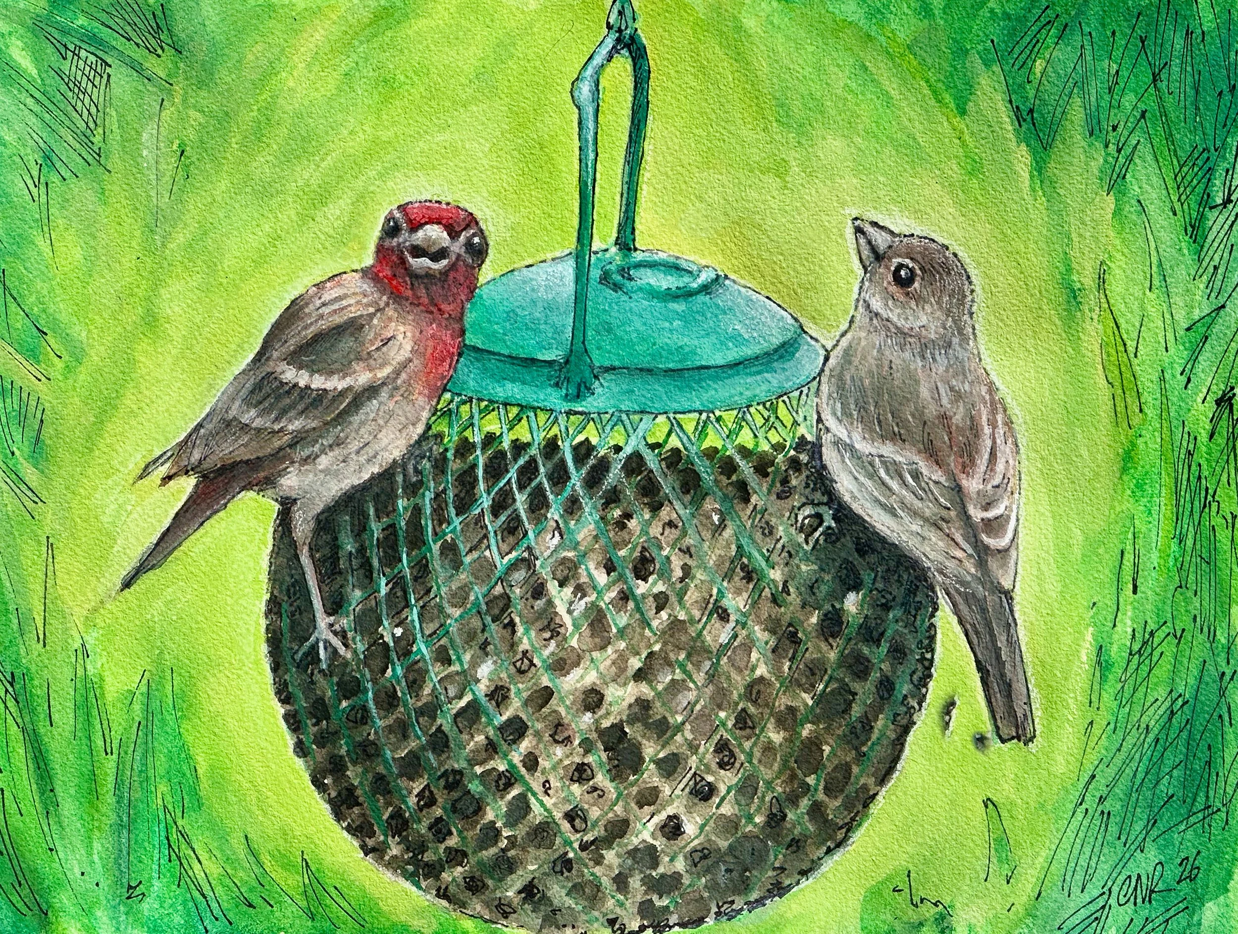 Finches On Ball Feeder