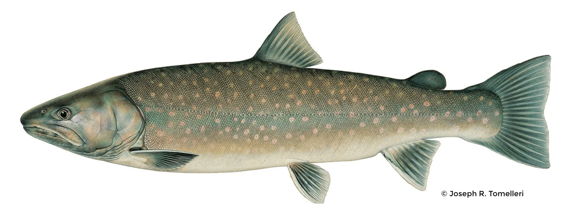 DAY 1: Arrive EUG/ Bull Trout