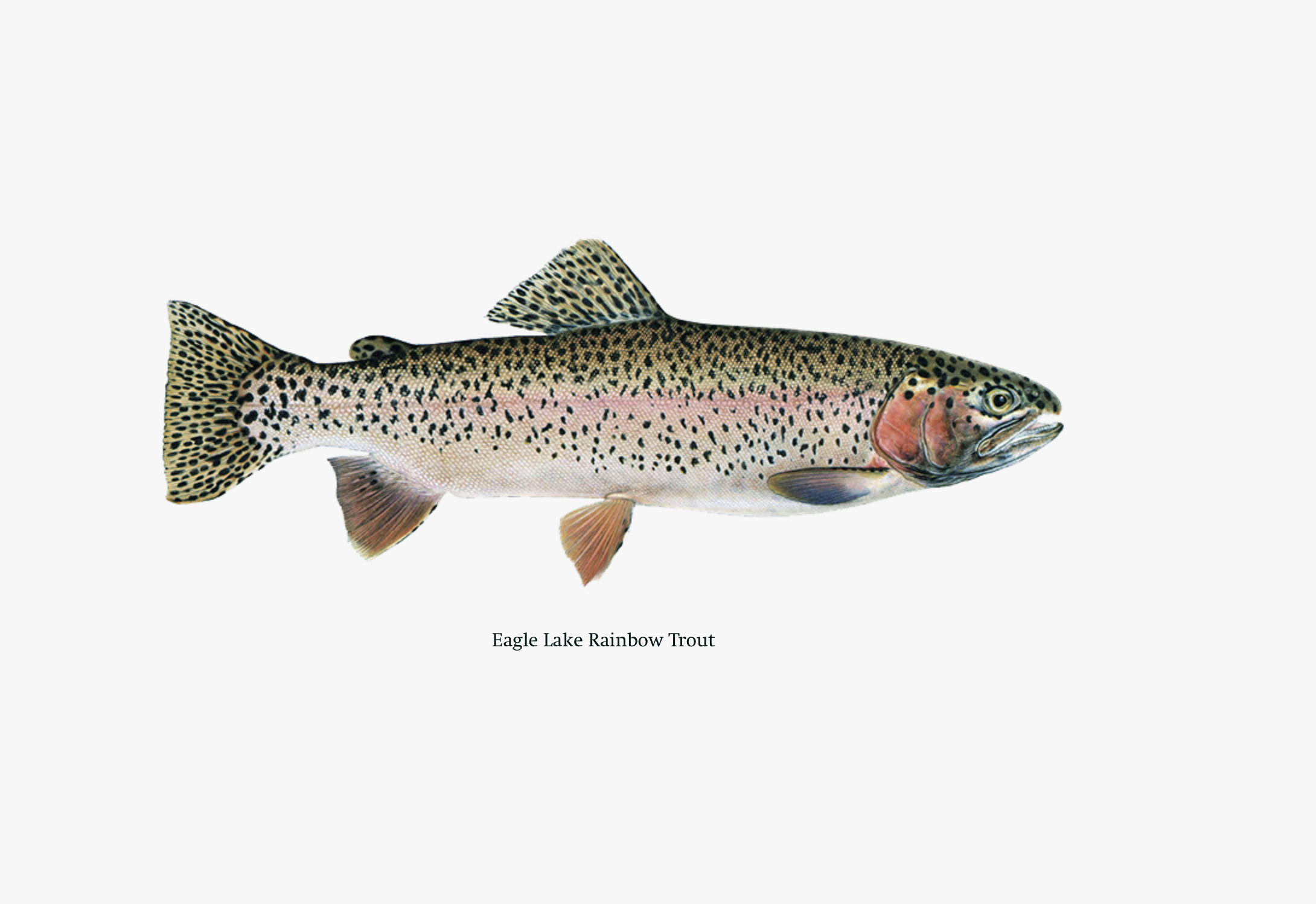 DAY 3: Eagle Lake Rainbows